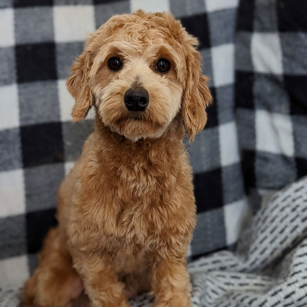 Chloe Puppy Deposit
